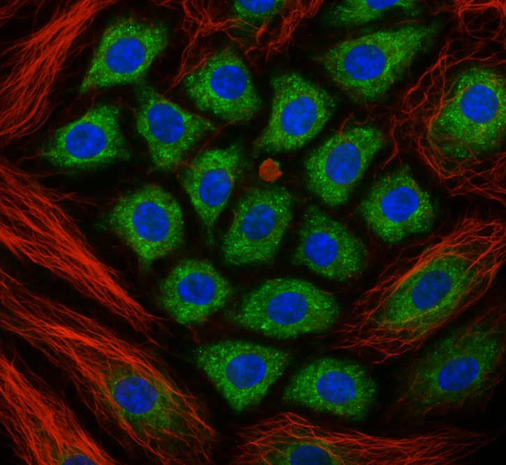 Confocal