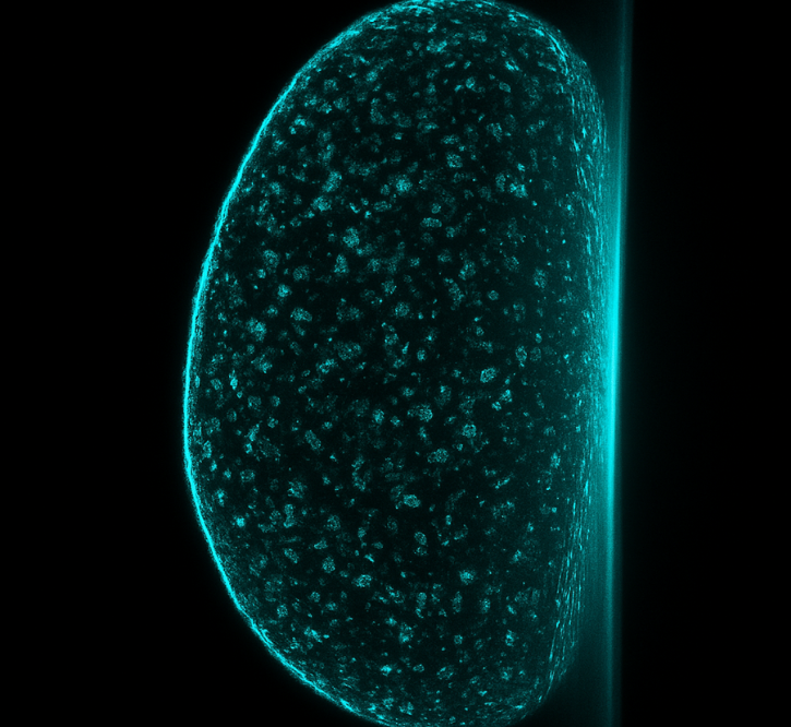 Light Sheet